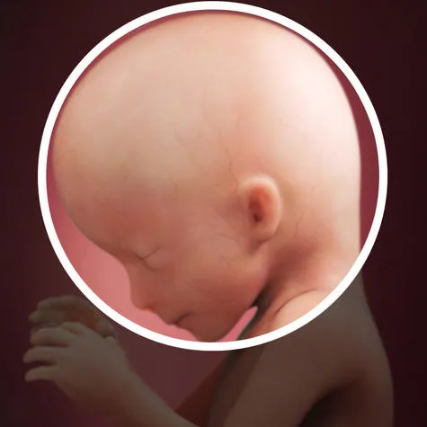 вагітність 15 16 тижнів
