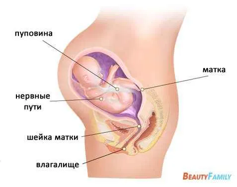 26 тиждень вагітності: ознаки