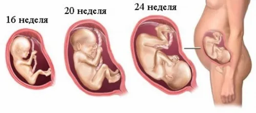 вагітність 22 тижні фото