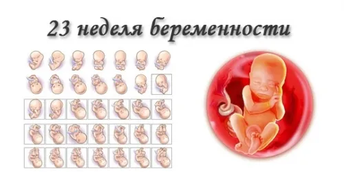 двадцять третій тиждень вагітності
