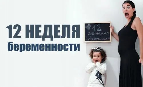 12 тиждень вагітності живіт
