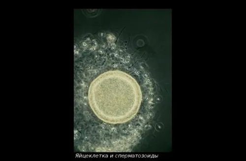 плід в різні терміни вагітності