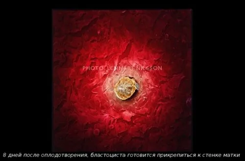 плід в різні терміни вагітності
