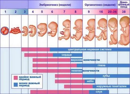 волохатий живіт при вагітності