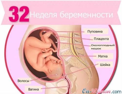 32 тиждень вагітності фото