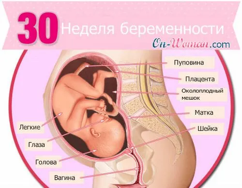 30 тиждень вагітності фото