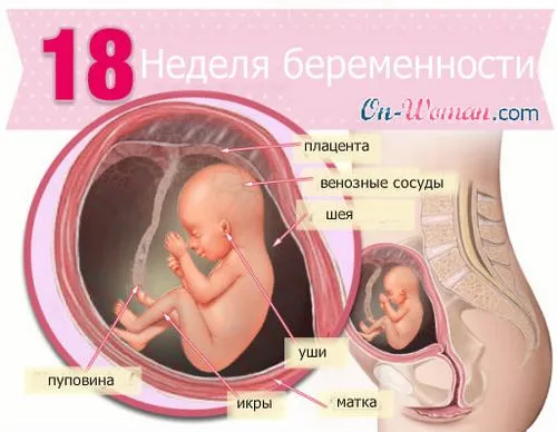 18 тиждень вагітності