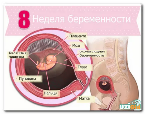 вагітність 8 тижнів узі