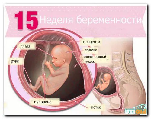 15 тижнів вагітності узі