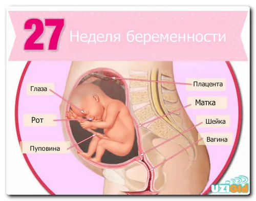 27 тиждень вагітності
