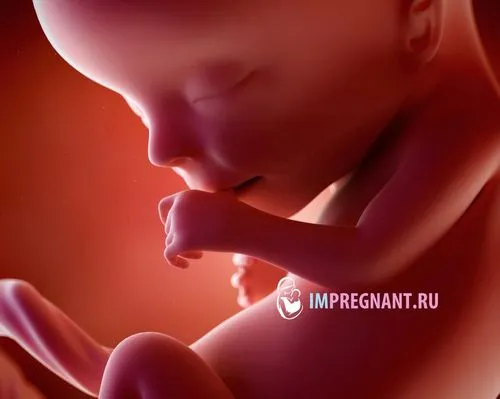 13 тиждень вагітності що відбувається з малюком