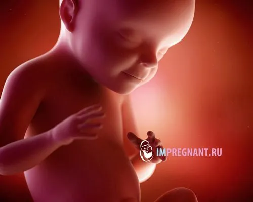 28 тижнів вагітності