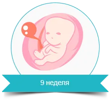 все про вагітність перший триместр все про вагітність перший триместр