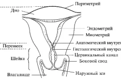 хвороби матки