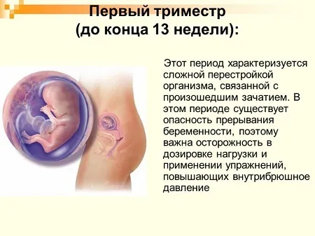 все про вагітність перший триместр все про вагітність перший триместр