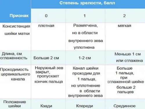 шийка матки при вагітності