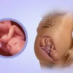 7 тиждень вагітності від зачаття