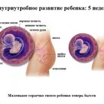 26 тиждень вагітності ворушіння плода
