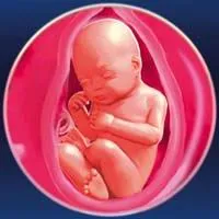 31 тиждень вагітності вага дитини