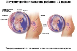 12 тижнів вагітності стать дитини
