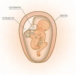 23 тижні вагітності з фото і відео