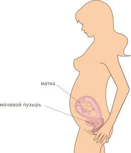все про 29 тиждень вагітності