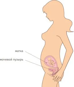 все про вагітність 22 тижні