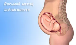 7 8 місяць вагітності