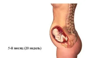 все про 5 місяць вагітності