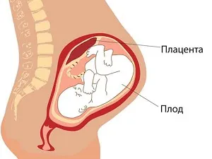 плацента на 33 тижні вагітності