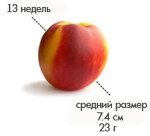 вагітність 13 тиждень