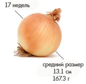 17 тиждень вагітності