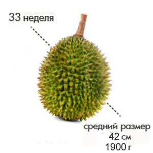 33 тиждень вагітності фото