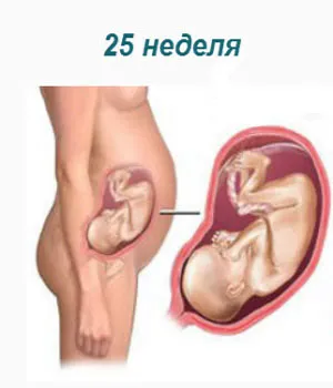 25 тиждень вагітності, 25 тиждень вагітності скільки місяців, 25 тижнів вагітності фото плода, 25 тиждень вагітності ворушіння плода, 25 тиждень вагітності животик, 25 тижнів вагітності вага дитини, 25 тиждень вагітності двійнятами 25 тиждень вагітності двійнятами
