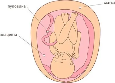 все про 29 тиждень вагітності
