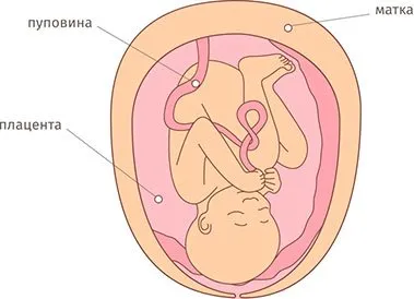 37 тижнів вагітності який це місяць