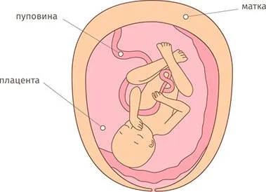 все про вагітність 22 тижні