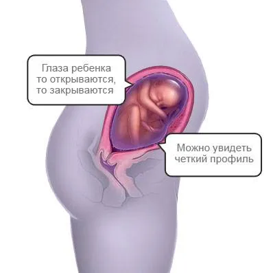 вагітність на двадцять сьомому тижні