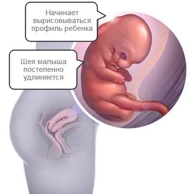 8 тиждень, вагітність на восьмому тижні, календар вагітності календар вагітності