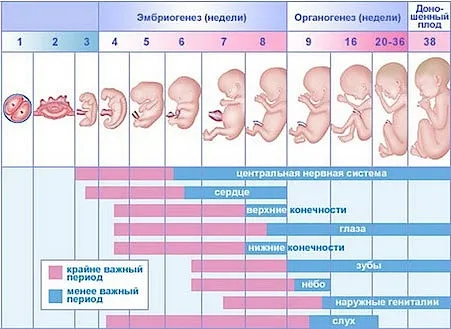 календар вагітності по місяцях