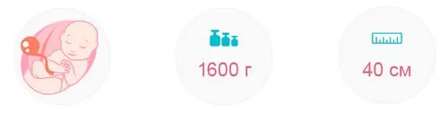 дитина на 31 тижні вагітності