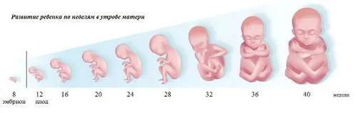 7 тиждень вагітності від зачаття