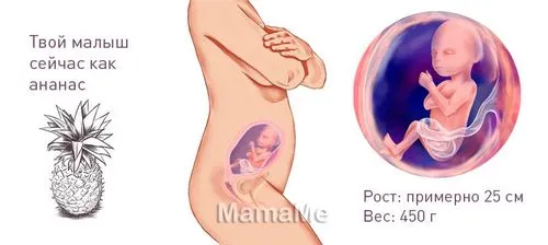 23 тиждень вагітності