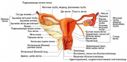 як підготуватися до узі під час вагітності