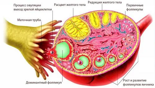 другий тиждень вагітності