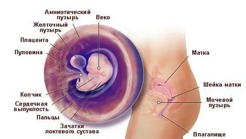 шостий тиждень вагітності, календар вагітності на шостому тижні, 6 тиждень вагітності 6 тиждень вагітності