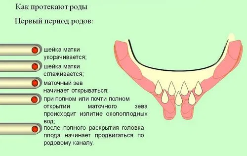 виділення перед пологами виділення перед пологами
