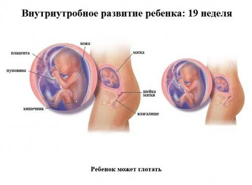 19 тиждень вагітності узі