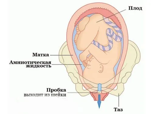 виділення перед пологами виділення перед пологами
