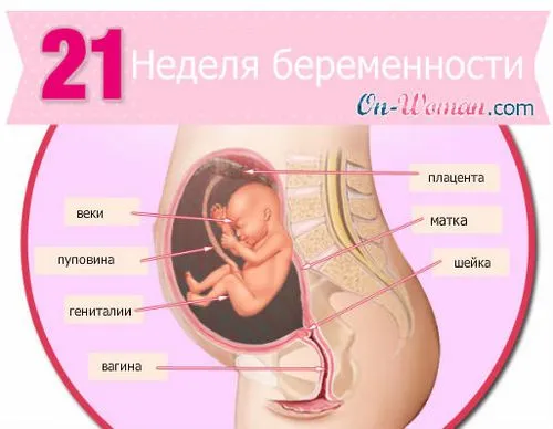 21 тиждень вагітності відчуття